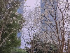 -陆家嘴中心绿地