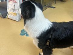 -瑞派天宁宠物医院·猫科·异宠中心