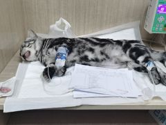 -北京观赏动物医院·24小时大型综合·猫专科·异宠专科