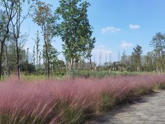 -溱湖国家湿地公园