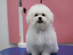 -瑞鹏宠物医院犬猫全科(真大分院)