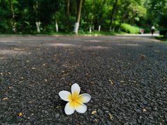 -番禺大夫山森林公园