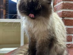-猫小院猫主题餐厅(南锣旗舰店)