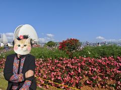 -野狸岛