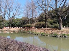 -上海野生动物园
