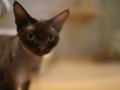 -momokira米努特·德文卷毛猫·棉花面纱犬