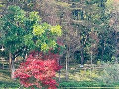 -田野绿世界