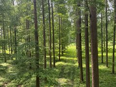 -黄海国家森林公园