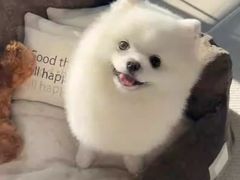 -荔康动物医院(康王北路店)