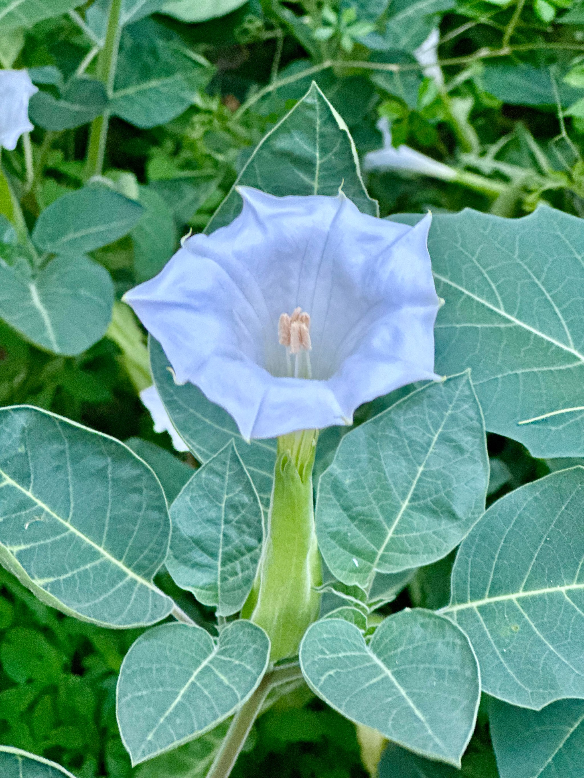 曼陀罗花籽泡水喝图片