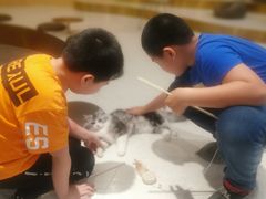 -飞行喵MR PILOT|猫舍·猫咖(静安大融城店)