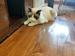 -绒爪撸猫下午茶·猫咖