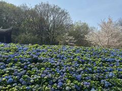 -苏州上方山国家森林公园