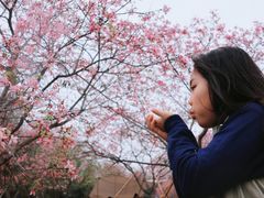 -天适樱花悠乐园