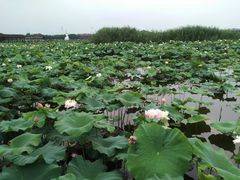 -荷塘月色湿地公园·向阳花洲