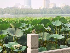 -莲花池公园