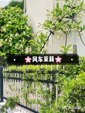 风车茉莉超适合庭院式种植