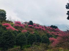 -新建村梅花
