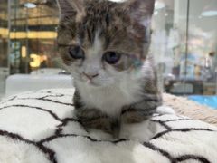 -PET WISH宠物愿望(BFC外滩金融中心店)