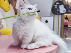 -山宅一喵德文卷毛猫舍