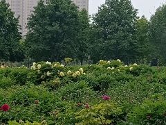 -曹州牡丹园