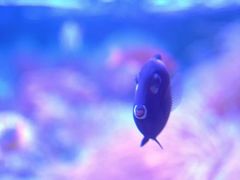-悉尼海洋生物水族馆