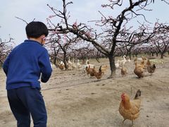 -樂桃源奉贤黄桃种植采摘基地