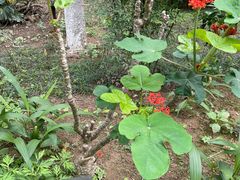 -广州神农草堂中医药博物馆