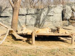 -北京野生动物园