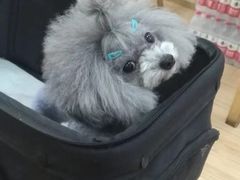 -诺比宠物医院心脏内科·泌尿肾内外科·骨科急重症