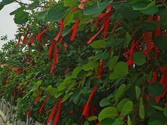 -渭南桃花源民俗文化园