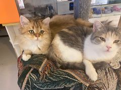 -平行世界·猫咖(首经贸店)