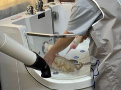 -babydoll猫舍·米努特·德文·缅因(久光中心店)