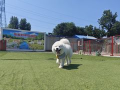 -宠物寄养训练学校