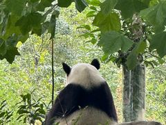 -卧龙中华大熊猫苑神树坪基地