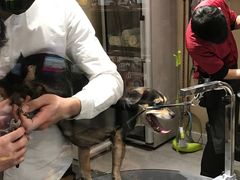 -宠物家(双井店)