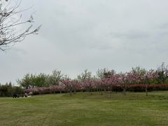 -贡湖湾湿地公园