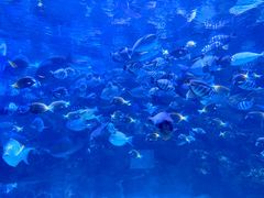 -海合安成都极地海洋公园