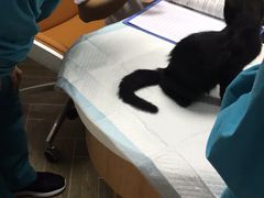 -联合动物医院(光谷诊疗中心)