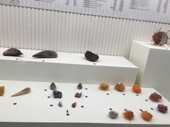 -青岛贝壳博物馆