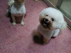 -安安宠医宠物医院·异宠·犬猫内科(岳阳分院)