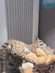 -奈尔宝·儿童乐园·亲子餐厅(华采天地店)