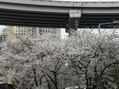 -上海南浦大桥长途旅游客运站