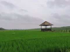 -西青郊野公园