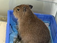 -怪兽屋·羊驼·猫咖·狗咖(俊华广场店)