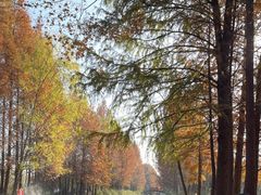 -上海海湾国家森林公园