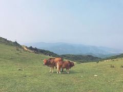 -大姆山草场