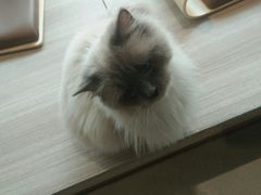 -藏猫猫咖啡主题馆(中央大道店)