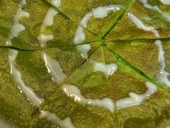 -129老爸茶丨清补凉