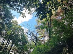 -铁山坪森林公园